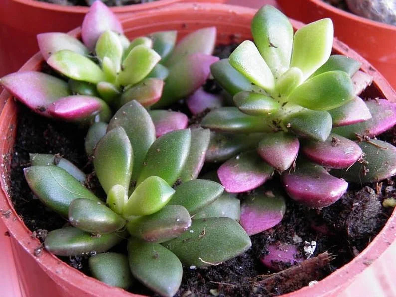 Lost Love Succulent Plant Anacampseros rufescens Variegata in 2 Inch Pot – Easy Care Indoor Houseplant