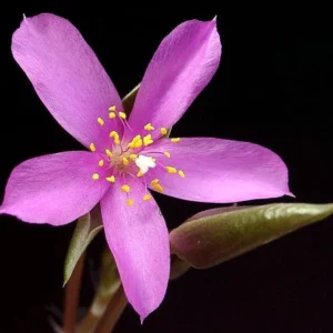 Lost Love Succulent Plant Anacampseros rufescens Variegata in 2 Inch Pot – Easy Care Indoor Houseplant