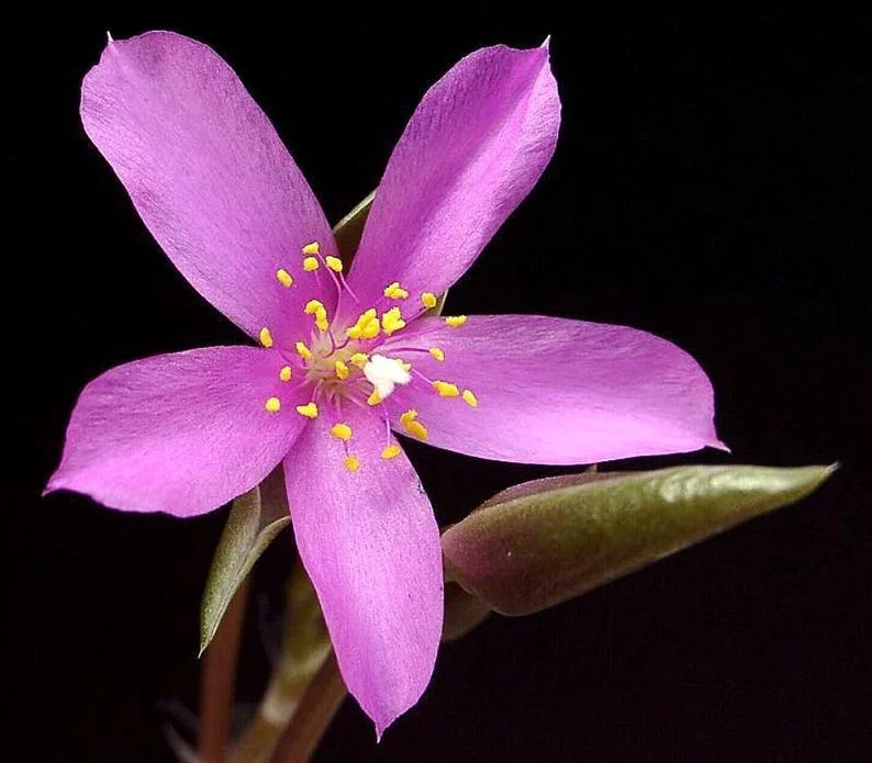 Lost Love Succulent Plant Anacampseros rufescens Variegata in 2 Inch Pot – Easy Care Indoor Houseplant