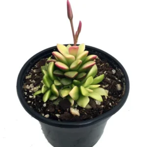 Lost Love Succulent Plant Anacampseros rufescens Variegata in 2 Inch Pot – Easy Care Indoor Houseplant