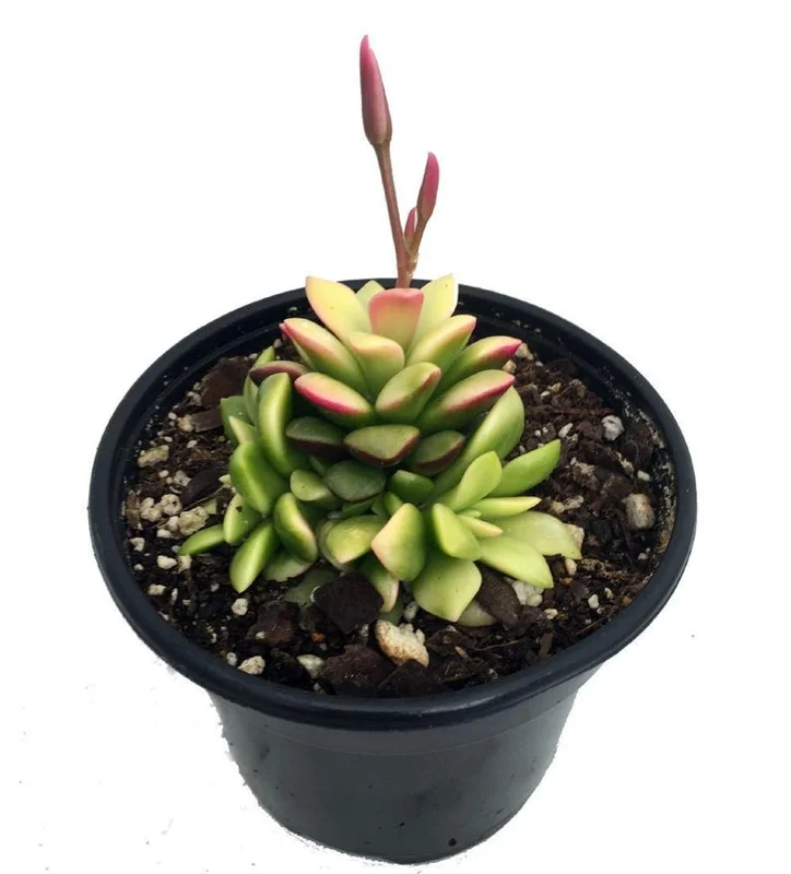 Lost Love Succulent Plant Anacampseros rufescens Variegata in 2 Inch Pot – Easy Care Indoor Houseplant