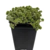 Love’s Triangle Sedum – Ground Cover Stonecrop Fairy Garden Plant – 2.5" Pot