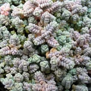 Love’s Triangle Sedum – Ground Cover Stonecrop Fairy Garden Plant – 2.5