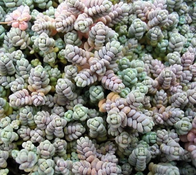 Love’s Triangle Sedum – Ground Cover Stonecrop Fairy Garden Plant – 2.5" Pot