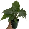 Low Rider Elephant Ear Plant - Alocasia Portora - Compact 4" Pot Houseplant