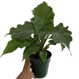Low Rider Elephant Ear Plant - Alocasia Portora - Compact 4