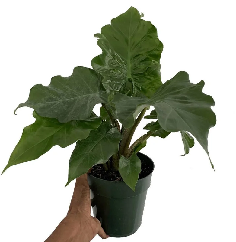 Low Rider Elephant Ear Plant - Alocasia Portora - Compact 4" Pot Houseplant