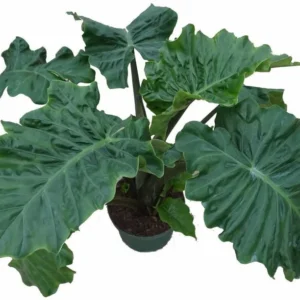 Low Rider Elephant Ear Plant - Alocasia Portora - Compact 4