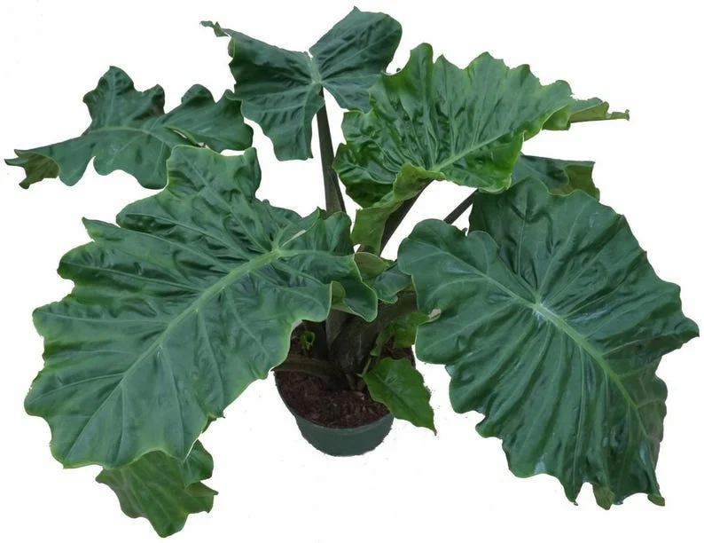 Low Rider Elephant Ear Plant - Alocasia Portora - Compact 4" Pot Houseplant