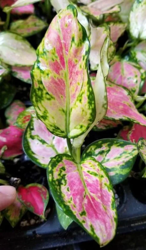 Lucky Red Chinese Evergreen Aglaonema Plant in 2.5" Pot – Low Light Houseplant