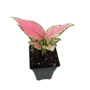 Lucky Red Chinese Evergreen Aglaonema Plant in 2.5