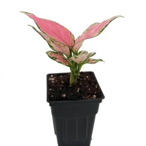 Lucky Red Chinese Evergreen Aglaonema Plant in 2.5