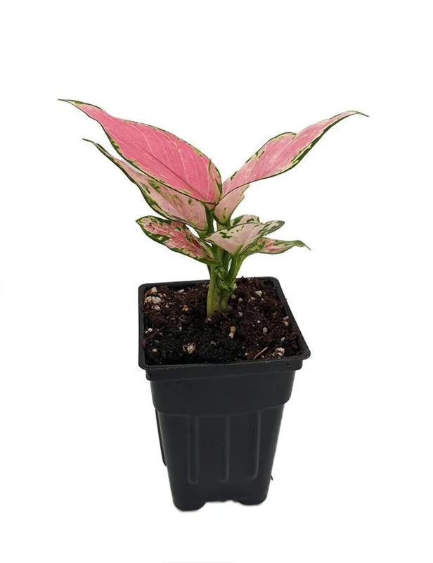 Lucky Red Chinese Evergreen Aglaonema Plant in 2.5" Pot – Low Light Houseplant