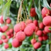 Lychee Tree Live Plant - Lychee Fruit Tree - Litchi Chinensis Plant 7-12 Inch - 4 Inch Pot - Grow Your Own Fruit