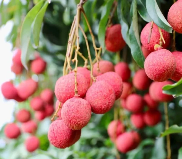 Lychee Tree Live Plant - Lychee Fruit Tree - Litchi Chinensis Plant 7-12 Inch - 4 Inch Pot - Grow Your Own Fruit
