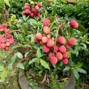 Lychee Tree Live Plant - Lychee Fruit Tree - Litchi Chinensis Plant 7-12 Inch - 4 Inch Pot - Grow Your Own Fruit