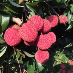 Lychee Tree Live Plant - Lychee Fruit Tree - Litchi Chinensis Plant 7-12 Inch - 4 Inch Pot - Grow Your Own Fruit