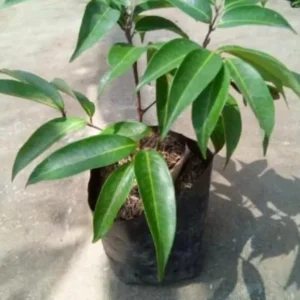 Lychee Tree Live Plant - Lychee Fruit Tree - Litchi Chinensis Plant 7-12 Inch - 4 Inch Pot - Grow Your Own Fruit