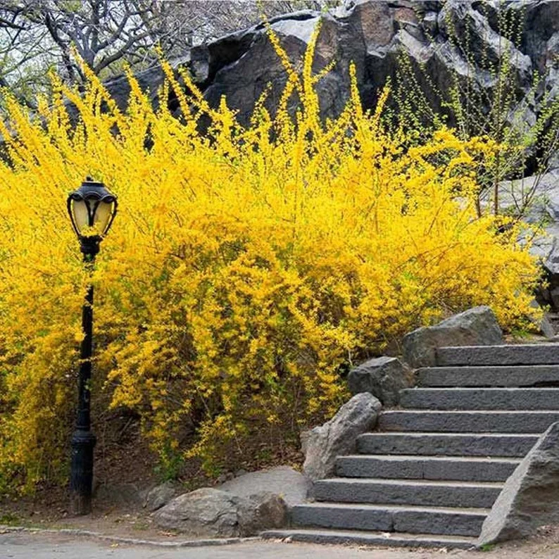 Lynwood Gold Forsythia Bare Root Cuttings 1-2’ – Vibrant Yellow Shrub