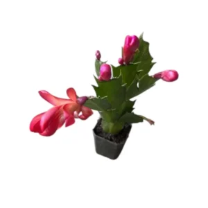 Red Thanksgiving Cactus Live Plant 2