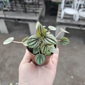 Peperomia Piccolo Banda Live Plant 2