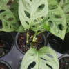 MONSTERA ADANSONII Swiss Cheese Live Plant 4-5 Rooted Leaves 4" Pot