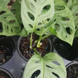 MONSTERA ADANSONII Swiss Cheese Live Plant 4-5 Rooted Leaves 4" Pot