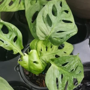 MONSTERA ADANSONII Swiss Cheese Live Plant 4-5 Rooted Leaves 4