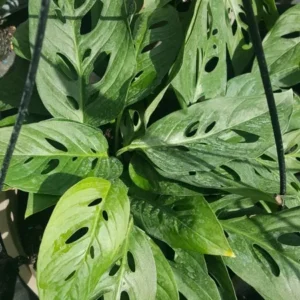 MONSTERA LIVE PLANT Swiss Cheese 4" Pot 4-5 Rooted Leaves