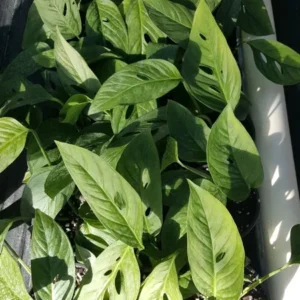 MONSTERA LIVE PLANT Swiss Cheese 4