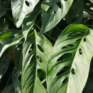 MONSTERA LIVE PLANT Swiss Cheese 4