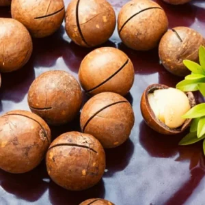 Macadamiase Tree Seedling Live Plant for Planting 8-10