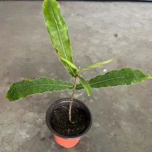 Macadamiase Tree Seedling Live Plant for Planting 8-10