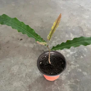 Macadamiase Tree Seedling Live Plant for Planting 8-10