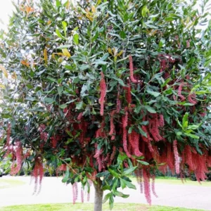 Macadamiase Tree Seedling Live Plant for Planting 8-10