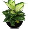 Maculata Dieffenbachia - Exotic Variegated Houseplant, 6" Pot, Easy Indoor Plant Care