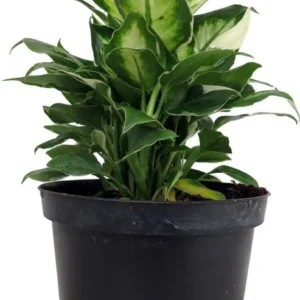 Maculata Dieffenbachia - Exotic Variegated Houseplant, 6