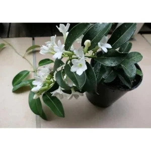 Madagascar Jasmine Plant - 2 to 3 Feet Tall, White Fragrant Bush, 3-Gallon Pot