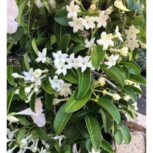 Madagascar Jasmine Plant - 2 to 3 Feet Tall, White Fragrant Bush, 3-Gallon Pot
