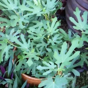 Magnolia Fig Tree 4-8 Inches Tall - Cold Hardy Edible Fruit, Ficus Carica