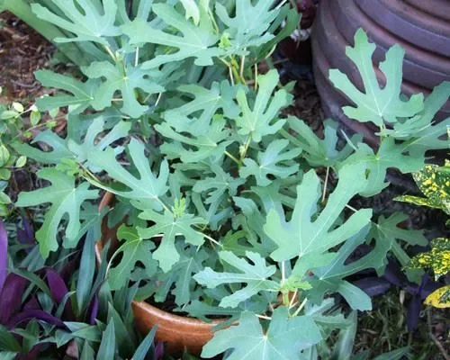 Magnolia Fig Tree 4-8 Inches Tall - Cold Hardy Edible Fruit, Ficus Carica