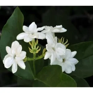 Maid of Orleans Jasmine Plant 4-6 Inch Tall White Jasmine Bush