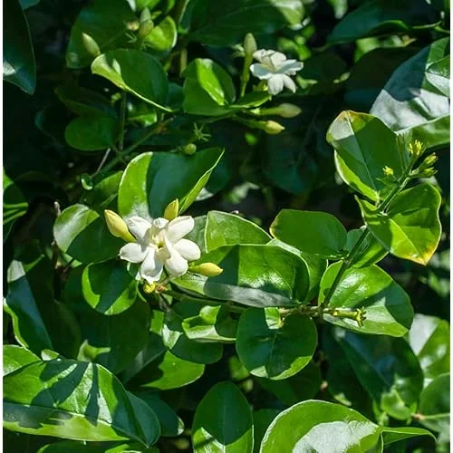 Maid of Orleans Jasmine Plant 4-6 Inch Tall White Jasmine Bush