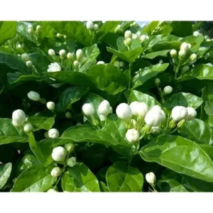 Maid of Orleans Jasmine Plant 4-6 Inch Tall White Jasmine Bush