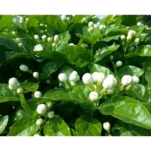 Maid of Orleans Jasmine Plant 4-6 Inch Tall White Jasmine Bush