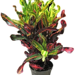Mamey Croton - Vibrant Indoor Tropical Plant in 4