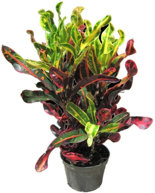 Mamey Croton - Vibrant Indoor Tropical Plant in 4" Pot | Colorful House Plant