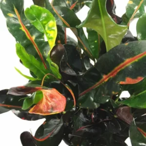 Mamey Croton - Vibrant Indoor Tropical Plant in 4