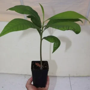 Mamey Sapote Live Seedling 18