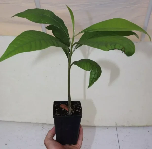 Mamey Sapote Live Seedling 18" Tall Organic Pouteria Sapota